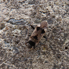 Panaorus albomaculatus