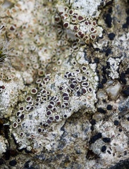 Lecanora campestris
