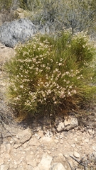 Genista umbellata