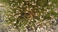 Genista umbellata