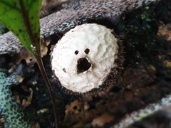 Lycoperdon compactum
