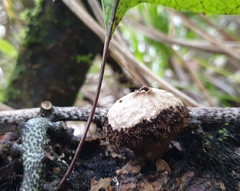 Lycoperdon compactum