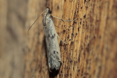 Phycitodes albatella