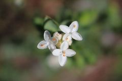 Pimelea flava dichotoma