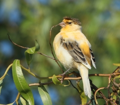 Serinus canaria domesticus