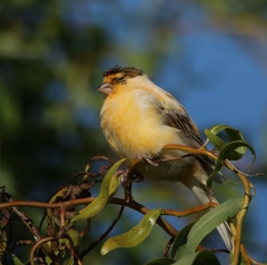 Serinus canaria domesticus