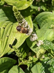 Eristalis tenax
