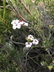 Adenandra brachyphylla