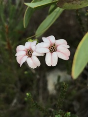 Adenandra brachyphylla