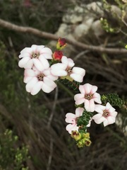 Adenandra brachyphylla