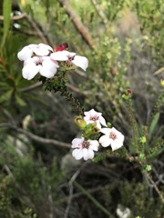 Adenandra brachyphylla