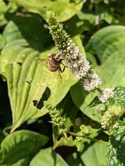 Eristalis tenax