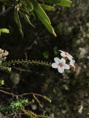 Adenandra brachyphylla