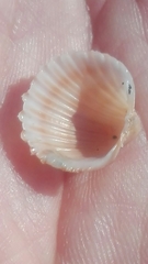 Acanthocardia aculeata
