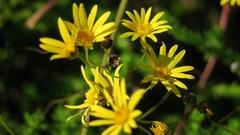 Euryops ursinoides