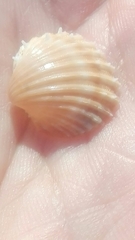 Acanthocardia aculeata