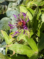 Bombus pascuorum