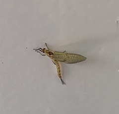 Ephemera lineata