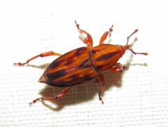 Metamasius hemipterus