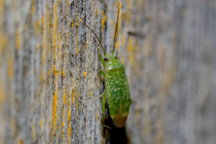 Orthotylus flavosparsus