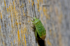 Orthotylus flavosparsus