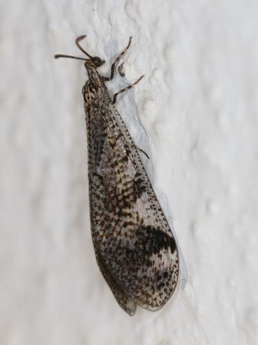 Nesoleon boschimanus