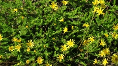 Euryops ursinoides