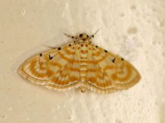 Notarcha quaternalis