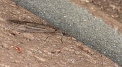 Triplectidinae