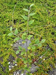 Cotoneaster sternianus