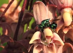 Euperilampus triangularis