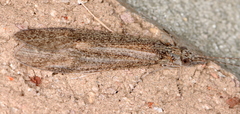 Triplectidinae