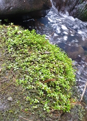 Epilobium nerteroides