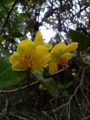 Ochna arborea
