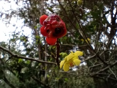Ochna arborea