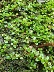 Epilobium nerteroides