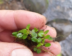 Epilobium nerteroides