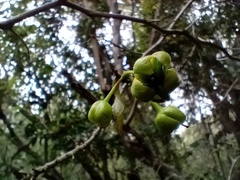 Ochna arborea