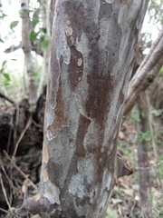 Ochna arborea