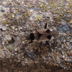 Panaorus albomaculatus