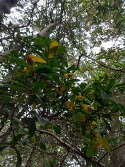 Ochna arborea