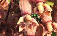 Euperilampus triangularis