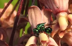 Euperilampus triangularis