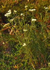 Achillea setacea