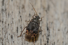 Charagochilus gyllenhalii