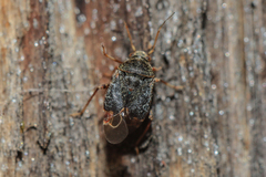 Charagochilus gyllenhalii