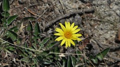Haplocarpha lyrata