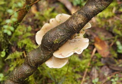 Conchomyces bursiformis