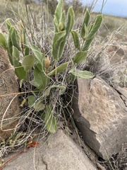 Mandevilla macrosiphon
