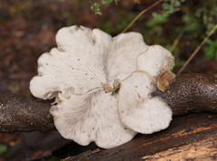 Conchomyces bursiformis